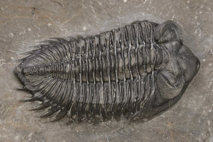 Coltraneia Trilobite Fossil - Huge Faceted Eyes #216506